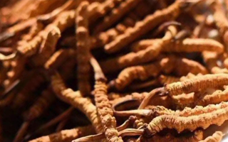 冬蟲夏草采后保存指南：鎖住營養，延長鮮度?